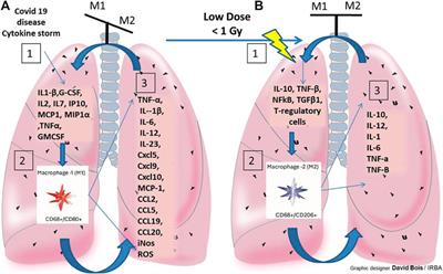 COVID-19-Associated Pneumonia: Radiobiological Insights